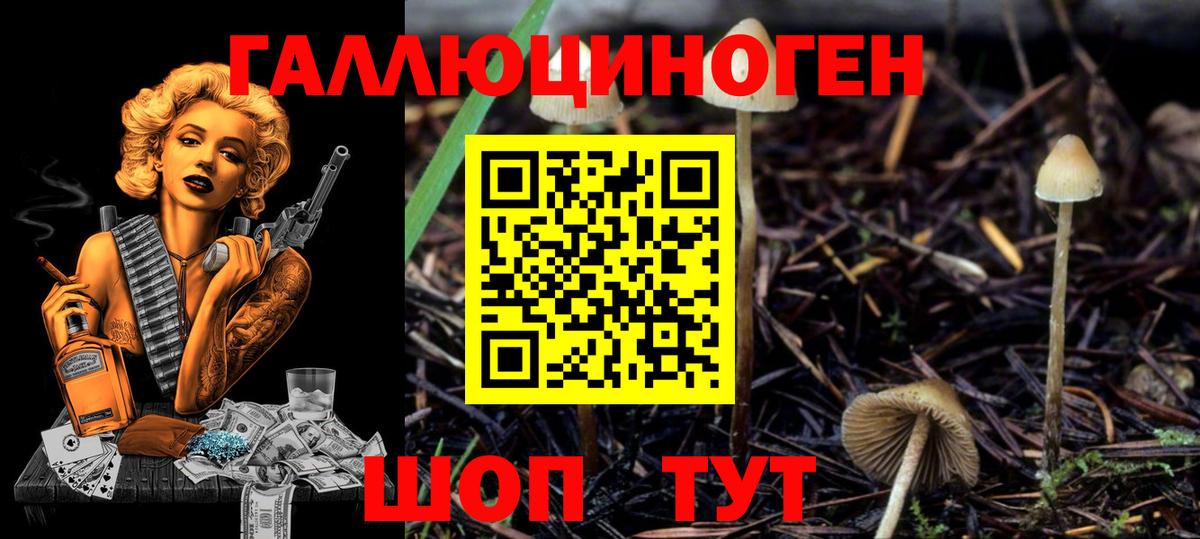 Псилоцибиновые грибы Psilocybine cubensis Туапсе